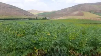 ۴ رقم جدید نخود دیم اعلام شد