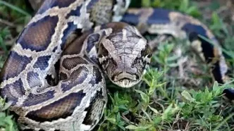 هجوم مار‌های عظیم‌الجثه به عنبرآباد