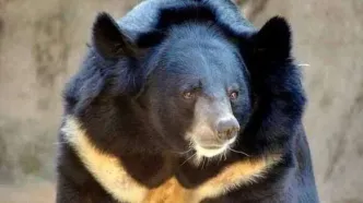 ببینید | نمایش تماشایی خرس هیمالیا در باغ وحش مسکو