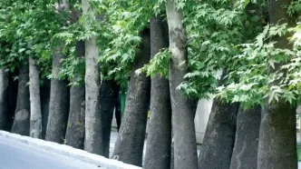۱۰۰ اصله درخت چنار جایگزین درختان خشک خیابان ولیعصر شد