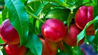 هسته این میوه سمی است و باعث مرگ می‌شود