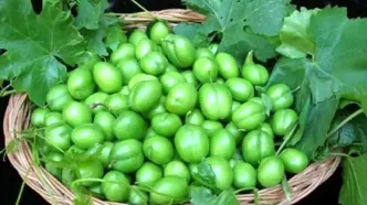 قیمت نجومی گوجه سبز ۱۱ میلیون تومان