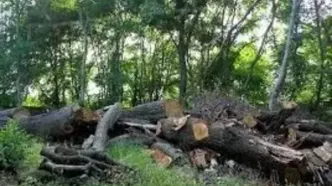عاملان قطع ۲۰ اصله درخت در بهشهر دستگیر شدند