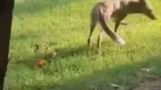 فیلمی جالب از حضور روباه در کاخ گلستان!