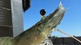 چرا میگوها رو کور می‌کنند؟/ ویدئو