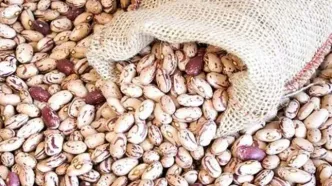 قیمت شگفت‌انگیز لوبیا؛ دانه‌ای ۱۷۵ تومان و هم‌قیمت گوشت!