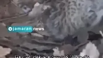 ببینید؛ امید به بقای پلنگ ایرانی زنده شد؛ تحسین فعالان محیط زیست از رفتار چوپان کارزرونی با حیوان در خطر انقراض