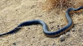 هجوم مارهای عظیم‌الجثه به شهرستان عنبرآباد