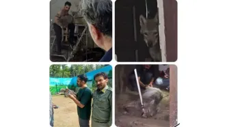 نگهداری گرگ در یک مغازه در کرج!