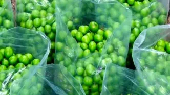 قیمت 2 میلیون تومانی گوجه سبز در تهران