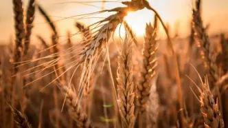 قیمت واقعی گندم چقدر است؟