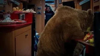 ببینید | جزئیات جالب سکانس هالیوودی خرس سریال «پایتخت» از زبان سیروس مقدم