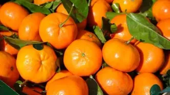 میوه‌ ای که جلوی شکستگی استخوان رو با لگد می‌ گیره!