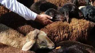 جدول قیمت دام زنده امروز دوشنبه ۲۰ بهمن ۱۴۰۴