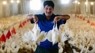 ارز ترجیحی واردات، جوجه خروس زائید