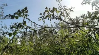 شوک ناگهانی سرما به باغات دماوند