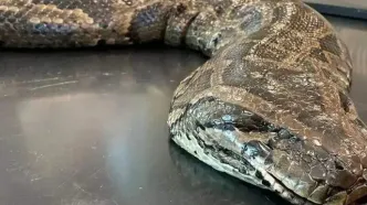 هجوم مارهای عظیم‌الجثه به این شهرستان