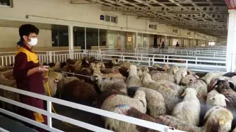 قیمت دام زنده امروز دوشنبه ۱ دی ۱۴۰۴ اعلام شد