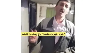 خرس سریال پایتخت در دنیای واقعی قاتل شد! + فیلم لحظه ترسناک