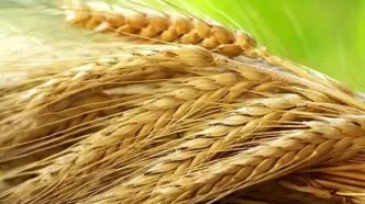 کاهش میزان تولید گندم در سال جاری