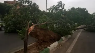 یک فوتی و مصدومیت ۲۴ نفر در تهران به دلیل توفان شدید