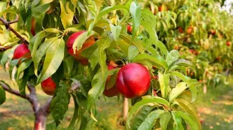 این میوه خودش خیلی مفید است اما هسته‌اش باعث مرگ ‌می‌شود