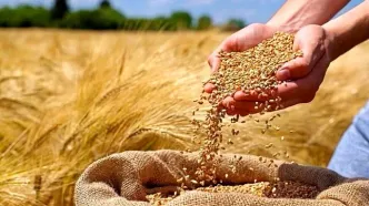قیمت گندم آب رفت!