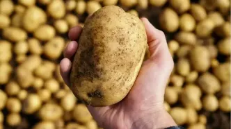 زنگ خطر برای دوستداران سیب‌زمینی سرخ‌کرده