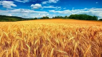 در صورت بی توجهی به اصلاح نرخ، خرید تضمینی گندم کمتر از ۹ میلیون تن خواهد بود