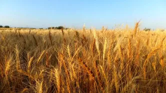 چشم انتظاری گندمکاران خوزستان و سیستان برای پول گندم | چرا پرداخت نمی‌شود؟