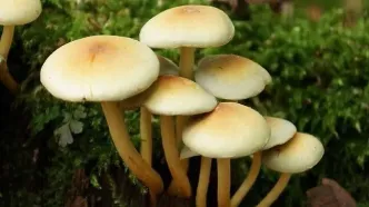 هشدار؛ قارچ‌های سمی مشابه خوراکی دوباره به بازار آمد!