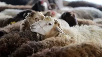 قیمت جدید دام‌ زنده امروز ۵ اردیبهشت/ قیمت گوسفند واقعا چند؟