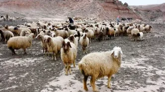 قیمت دام زنده امروز دوشنبه ۱۵ اردیبهشت ۱۴۰۴