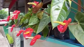 ببینید؛ غذای روستایی در نپال؛ پخت چلو کاری مرغ با برنج در دارجیلینگ