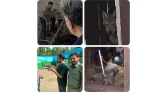 کشف گرگ در مغازه‌ای در کرج؛  محیط‌زیست وارد عمل شد