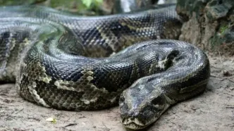 هجوم مارهای عظیم‌الجثه به مناطق مسکونی عنبرآباد؛ محیط‌زیست هشدار داد