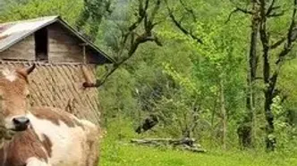 فیلم زیبایی‌های طبیعی رودبار / بهشتی در گیلان
