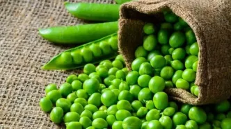 مصرف این نخود سلامتی را تضمین می‌کند