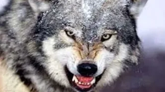 ماجرای عجیب نگهداری گرگ در یک مغازه کرج؛ تصاویر را ببینید