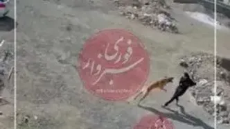 فیلم لحظه حمله سگ هار به یک زن در سبزوار ! / تکه پاره اش کرد !