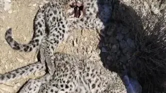 مرگ مشکوک دو توله پلنگ ایرانی در پارک ملی خبر؛ زنگ خطر برای حفاظت از گونه‌های در معرض انقراض