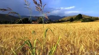 چین مشتری گندم استرالیا و کانادا شد