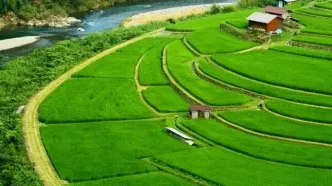 کشت برنج در ۸۵۱ هکتار از مزارع گلوگاه انجام شد
