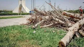 شهرداری درختان میدان آزادی را قطع کرد/ دلیل عجیب یک مسئول + عکس