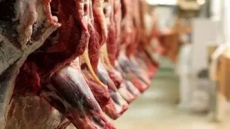 قیمت هر کیلوگرم گوشت شقه در تهران چند؟ | گوشت تنظیم بازاری در بازار صفر شد