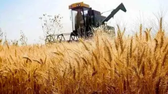 جزئیات نامه مهم به رئیس جمهور درباره قیمت خرید تضمینی گندم ۱۴۰۴