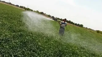 مبارزه با آفت سن غلات در 5800 هکتار از مزارع تاکستان