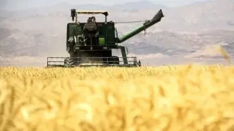 احتمال افزایش یا اصلاح قیمت گندم؛ دولت دست به‌کار شد