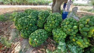 آغاز برداشت انبه بلوچستان