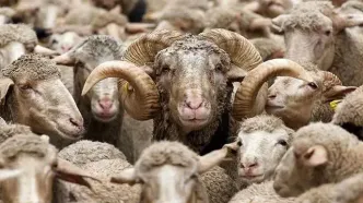قیمت دام زنده امروز یکشنبه ۱۴ اردیبهشت ۱۴۰۴